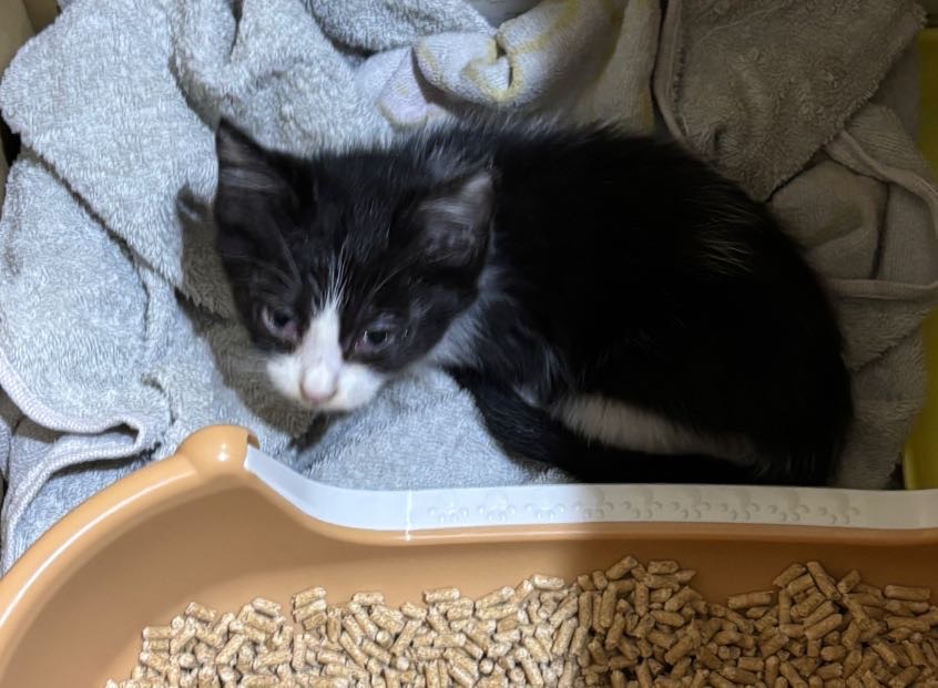 子猫