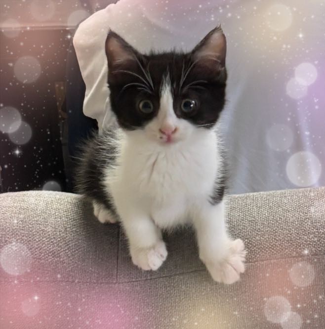 座椅子の上にのる子猫