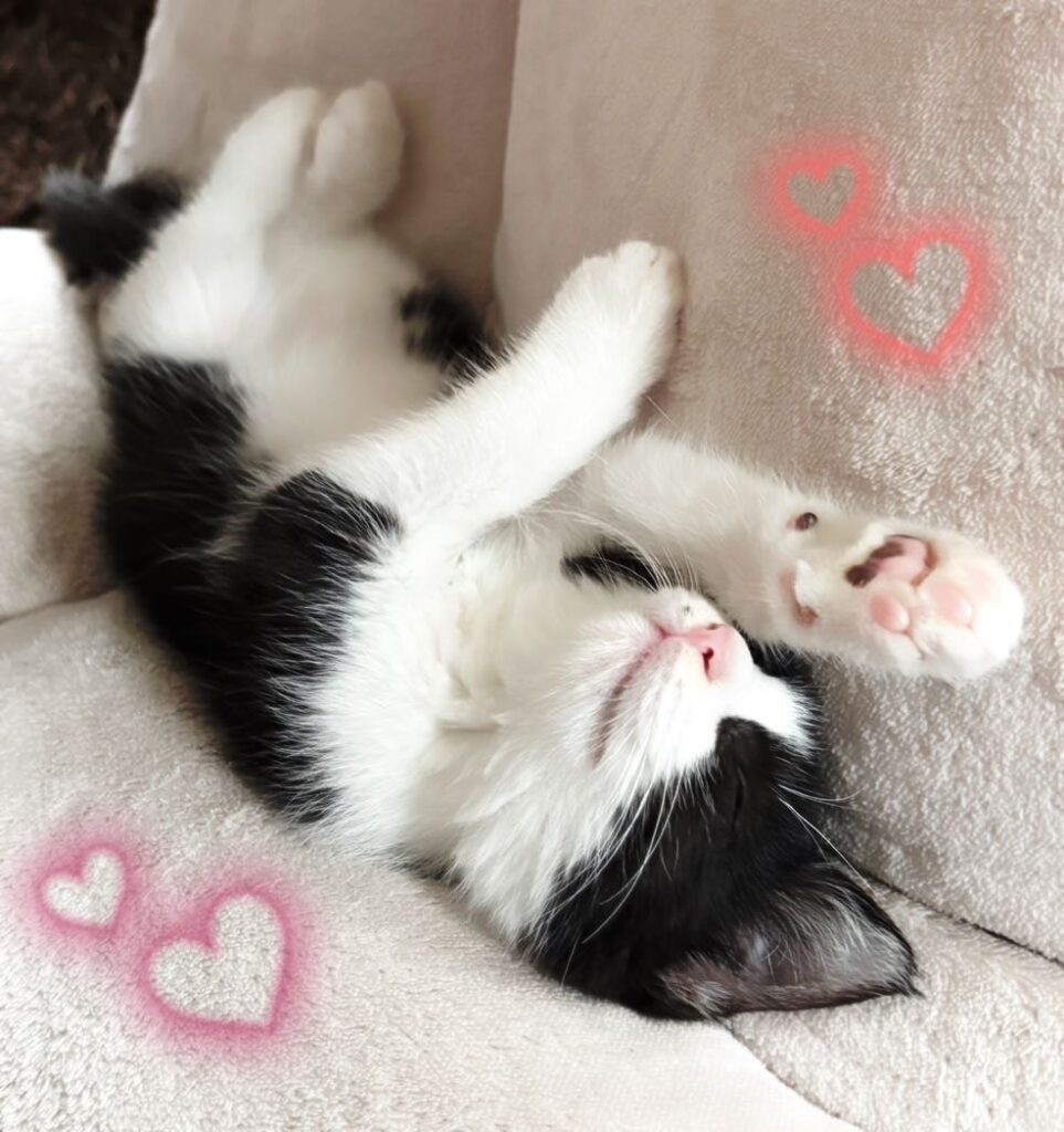 座椅子で眠る子猫
