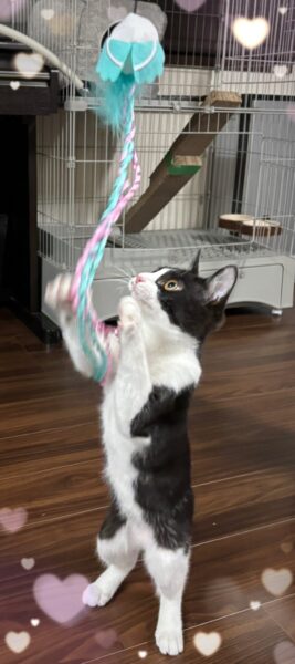 シマエナガじゃらし